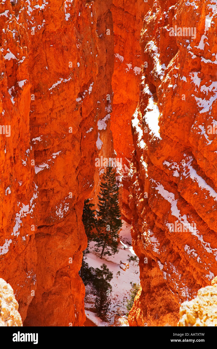 Lone Pine en el profundo cañón de Bryce Canyon National Park Utah, EE.UU. en invierno Foto de stock