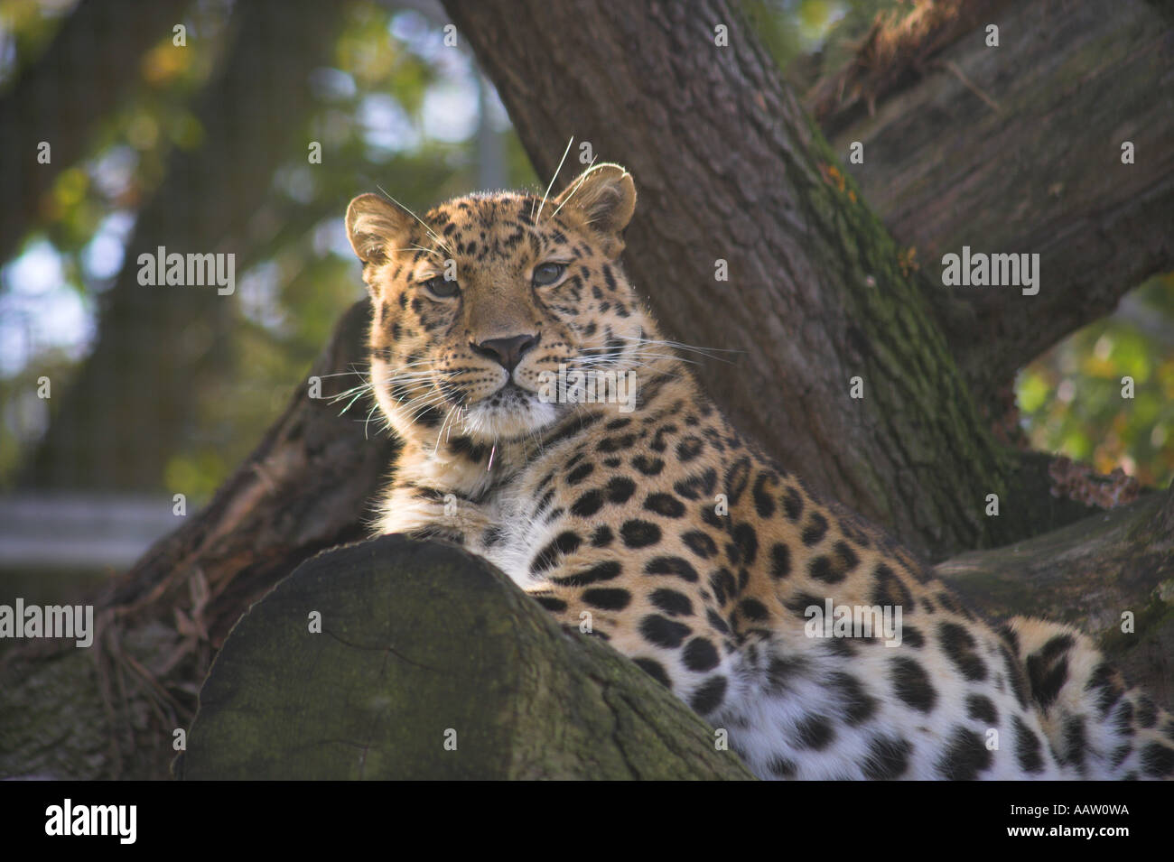 El leopardo Amur, leo pantera pardus orientalis llamado Akin en Marwell Zoo Foto de stock