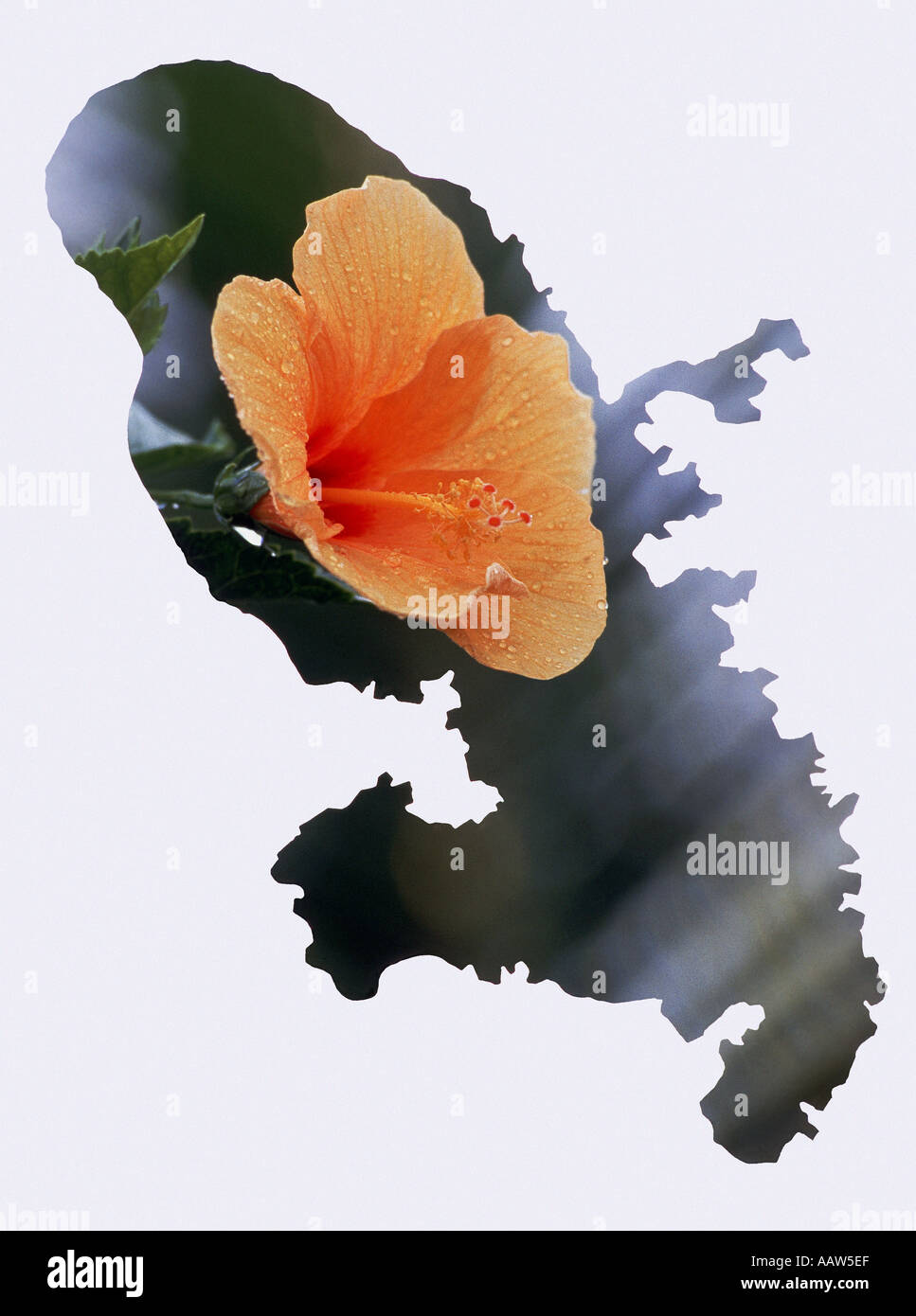 Hibiscus naranja en la forma de la Martinica mapa Foto de stock