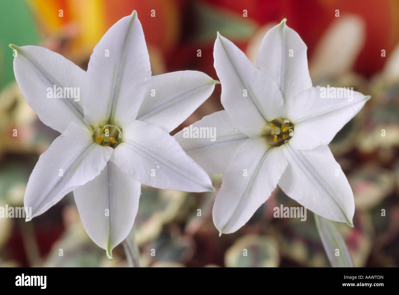 Ipheion uniflorum 'White Star' de cerca de dos blancas flores en forma de  estrella Fotografía de stock - Alamy