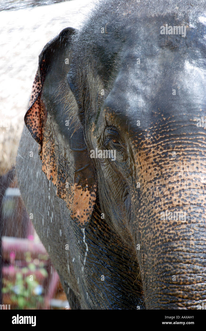 Tailandia Elefante de Koh Samui obtiene lavada. Foto de stock
