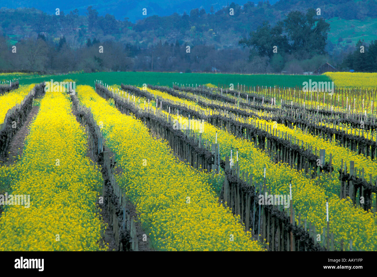 Campos brillantes de mostaza que florece en la primavera en los viñedos del norte de California en el Condado de Sonoma Foto de stock