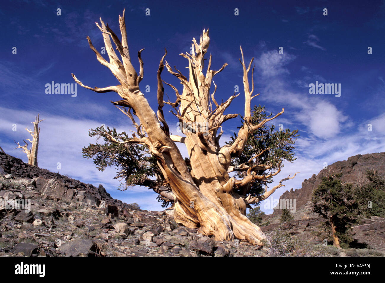 Los pinos bristlecone antiguos mundos árboles más antiguos en la altitud de las montañas blancas horizontales en California Foto de stock