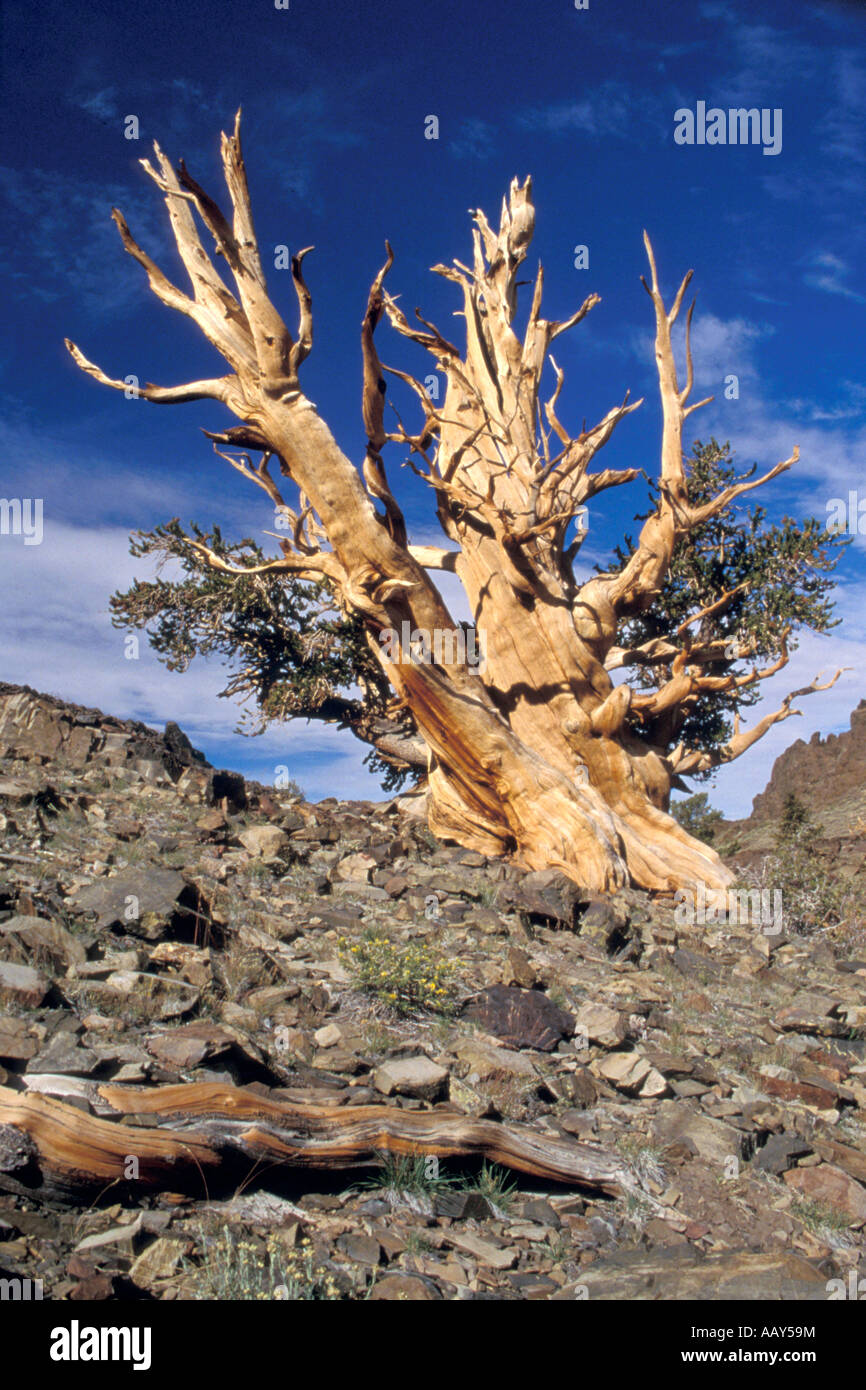 Antiguo pino bristlecone más antigua en la altitud de las montañas blancas horizontales en California Foto de stock