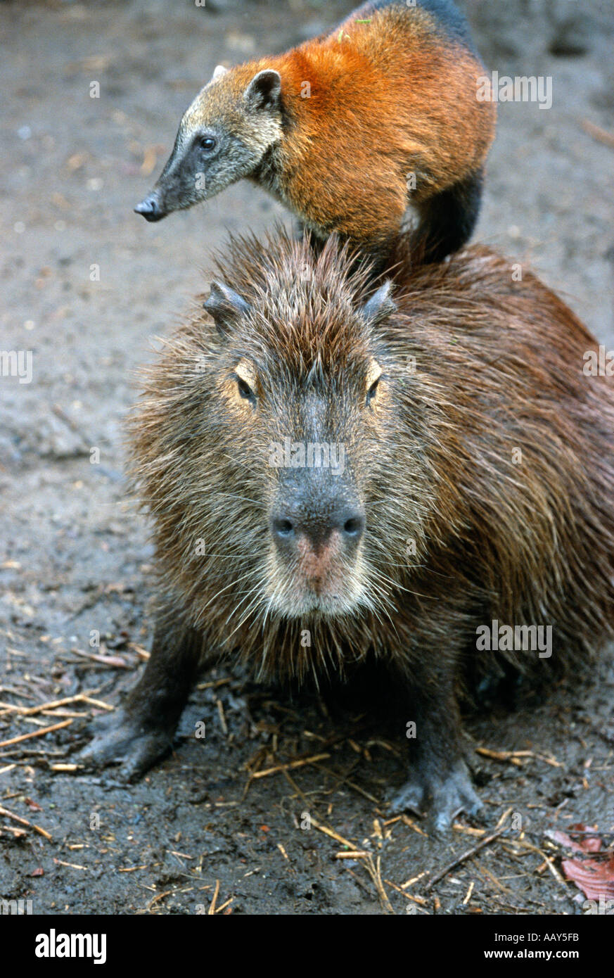 Roedores de amã©rica del sur fotografías e imágenes de alta resolución -  Página 7 - Alamy