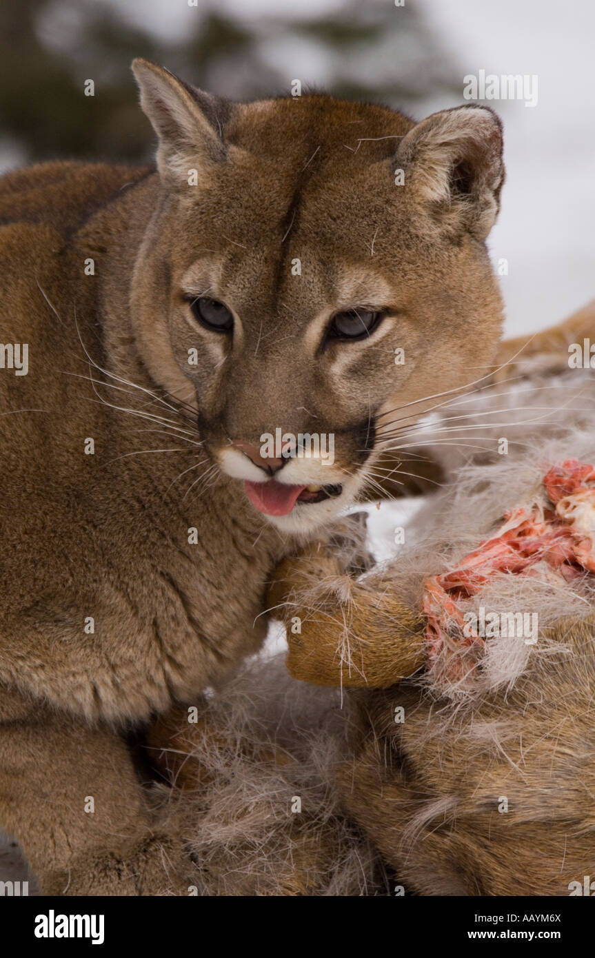 Alimentación del puma fotografías e imágenes de alta resolución - Alamy
