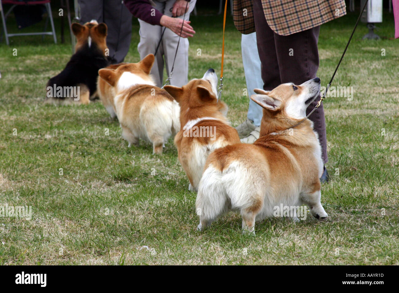Corgi perros en tres condados Dog Show Malvern Foto de stock