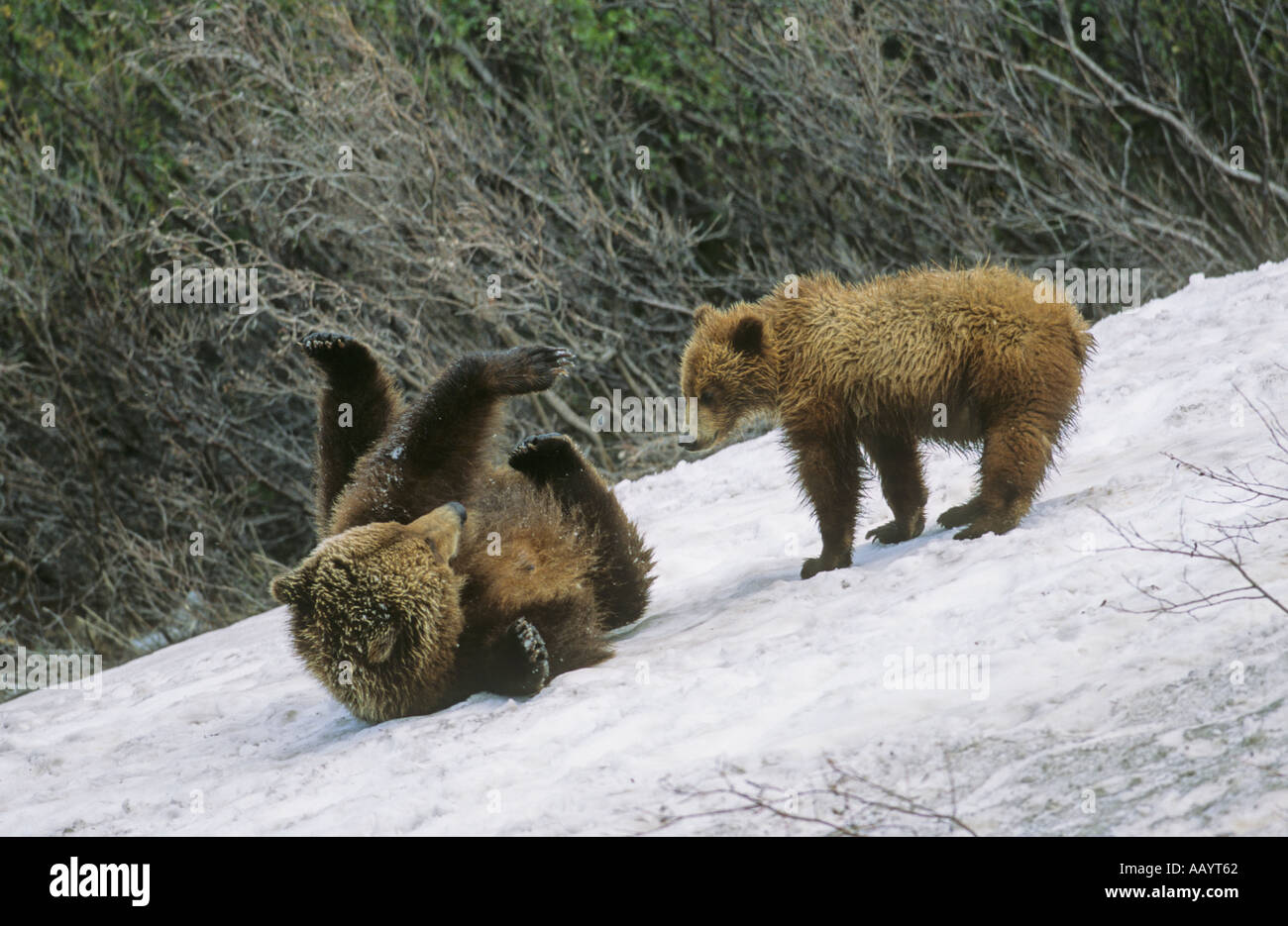 Grizzly mamá y cub jugando en una pendiente de nieve Foto de stock