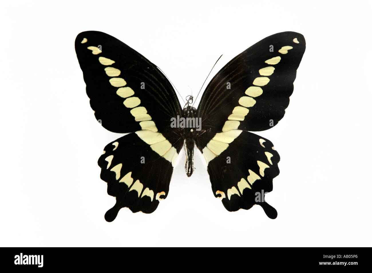 Papilio Gigon desde isla Indonesia Celebes Foto de stock
