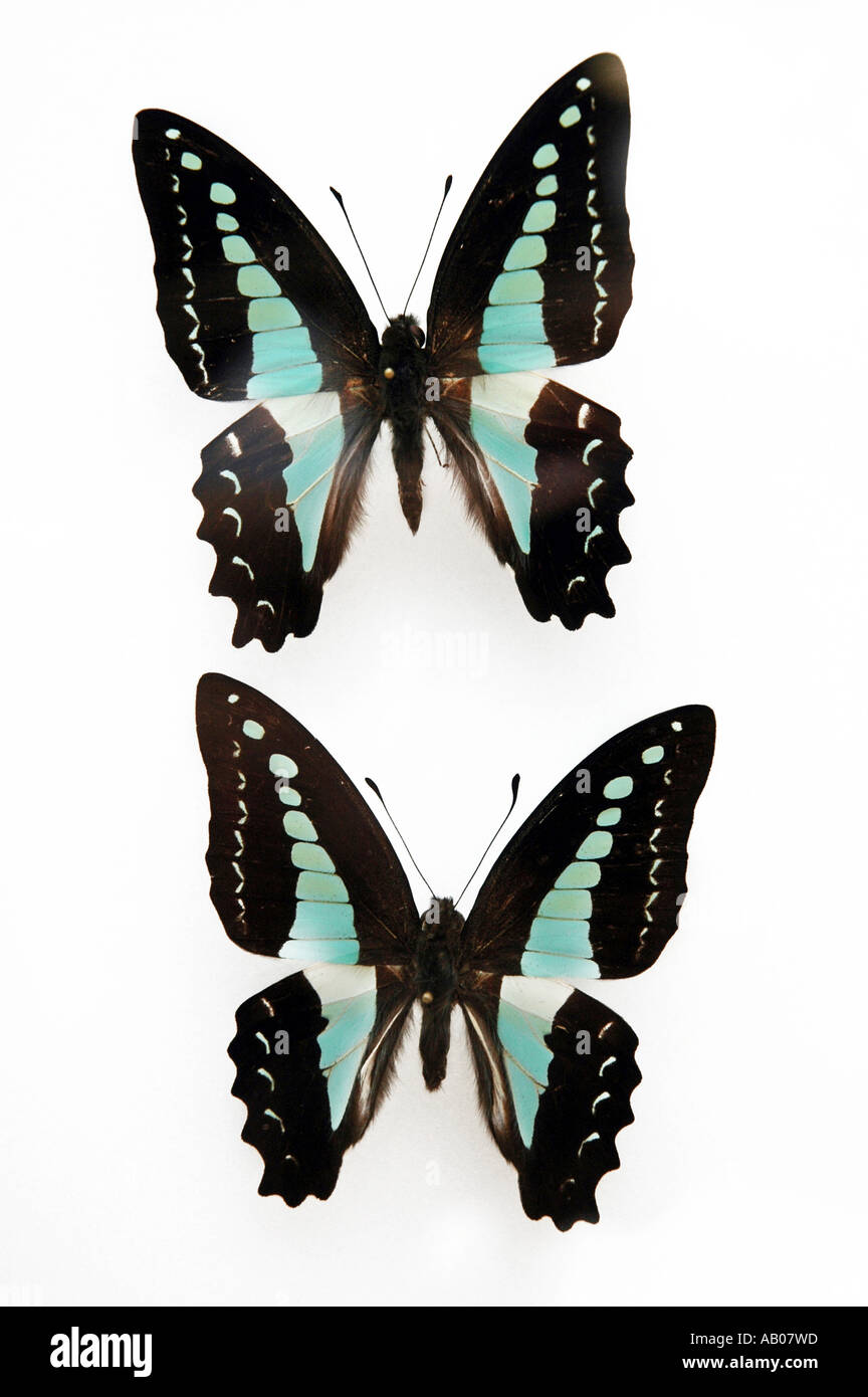 Graphium Milon butonensis forma mariposa Indonesia isla Buton Foto de stock