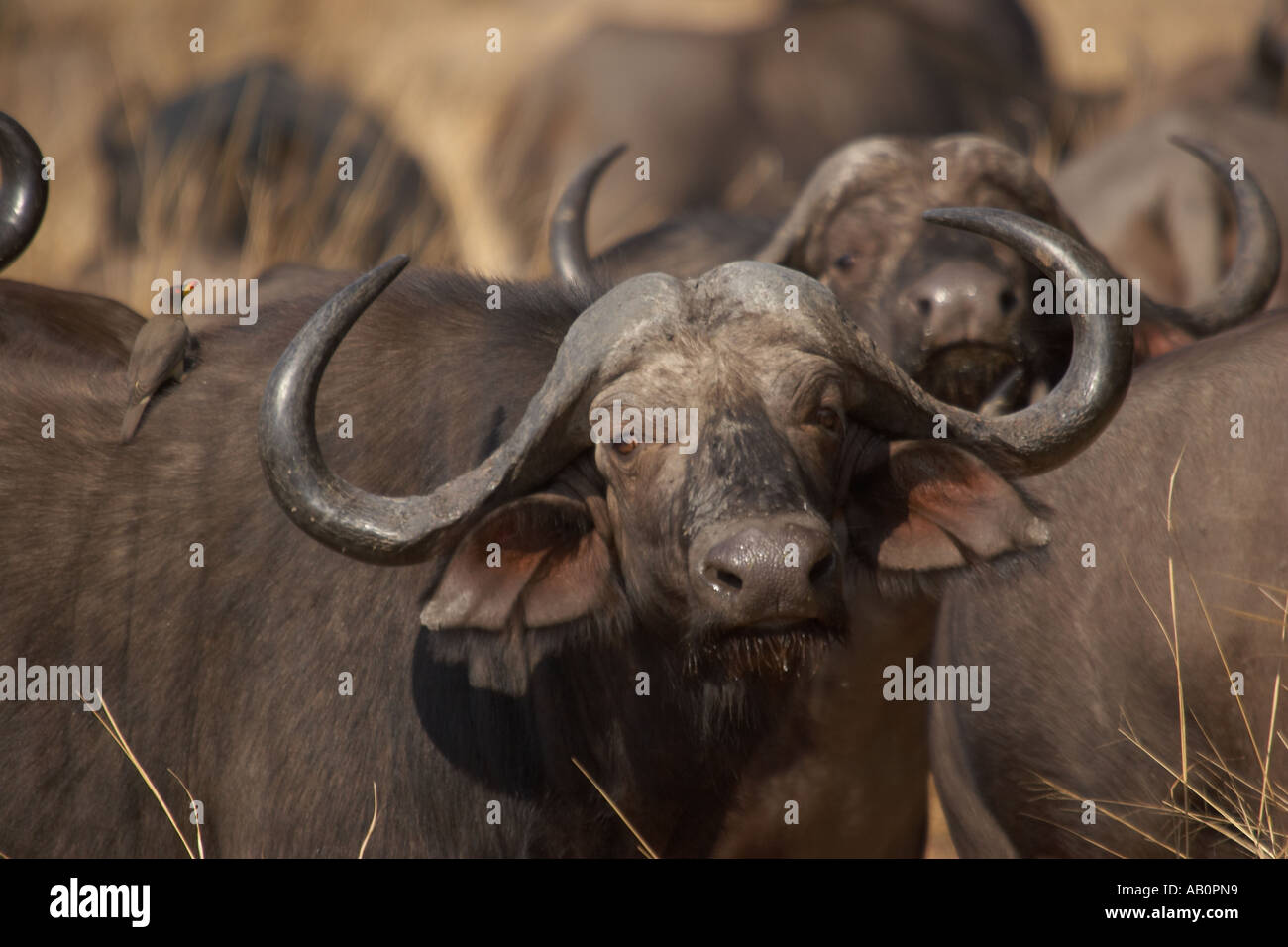 Cape Buffalo (Syncerus caffer) Foto de stock