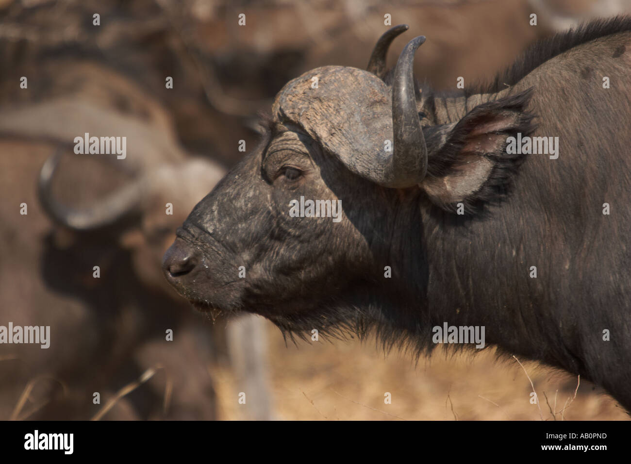 Cape Buffalo (Syncerus caffer) Foto de stock