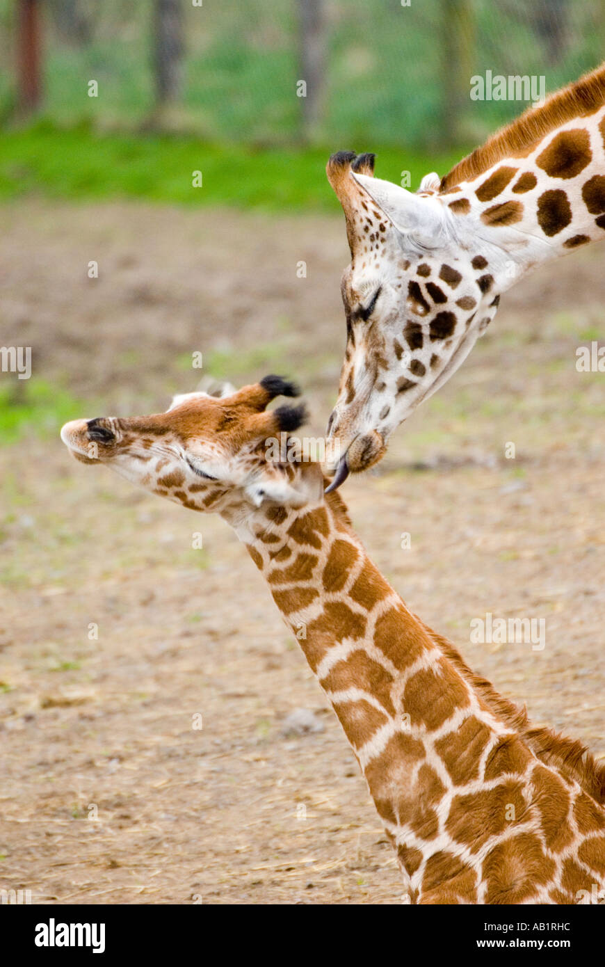 Girafas Rothschild amor maternal, Longleat Wiltshire Reino Unido Foto de stock