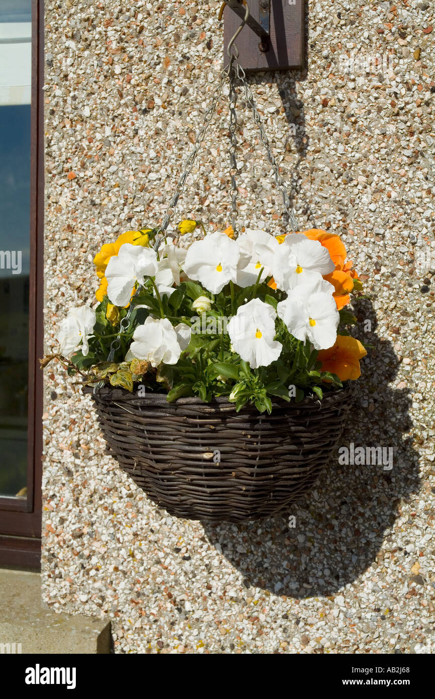 Antecedente Estructuralmente septiembre Dh - Flores COLGADERAS UK Mimbre Cesta de flores colgantes sobre el muro de  la casa planta cestas de flores de primavera Fotografía de stock - Alamy