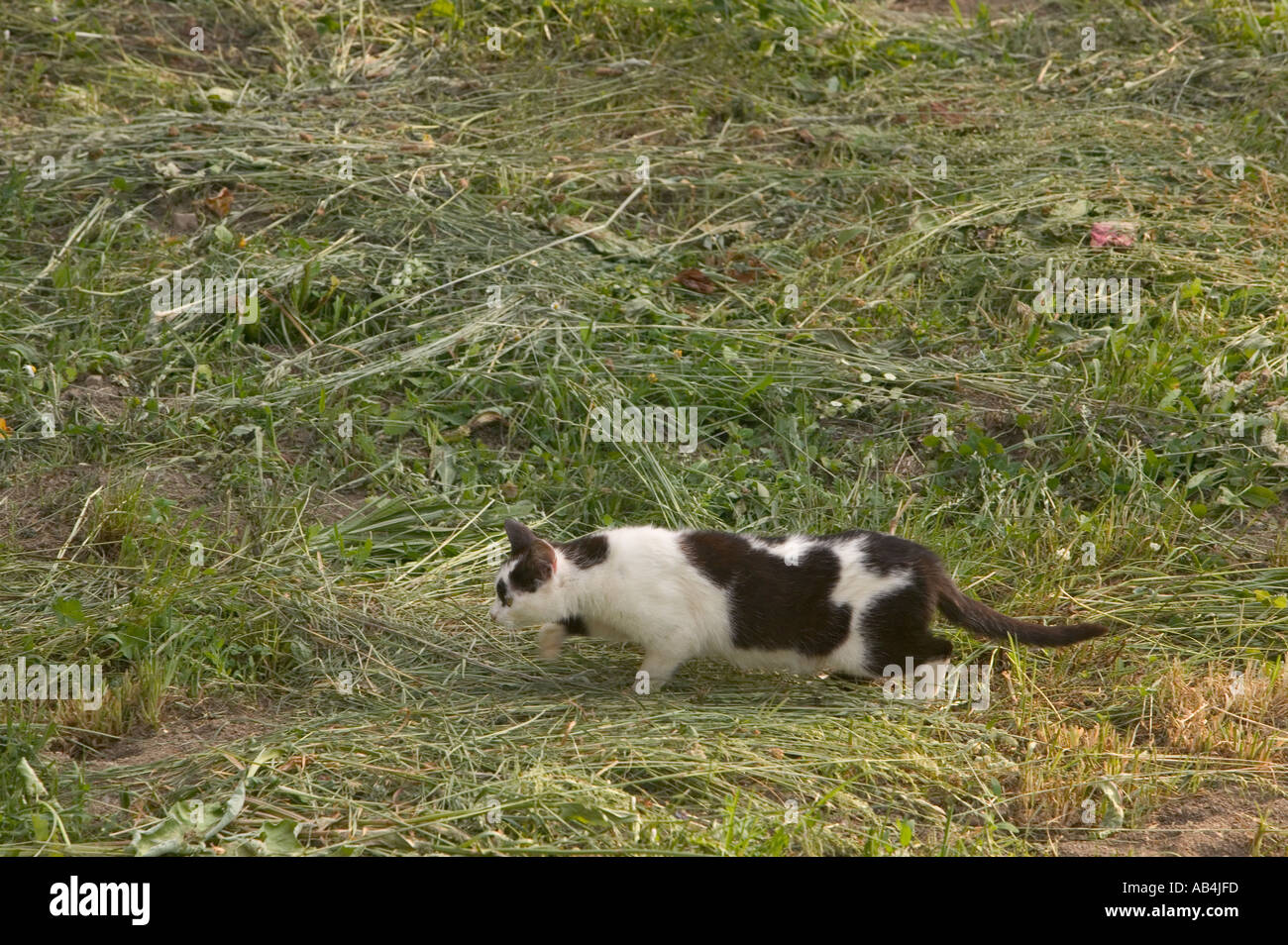 Un gato cazando en una pradera de heno segado posada de Valdeon Picos de Europa españa Foto de stock