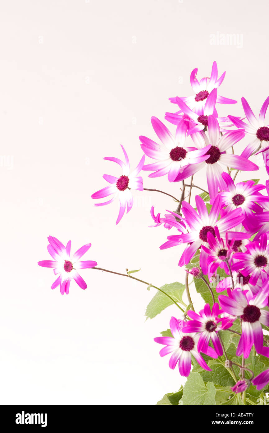 Magenta Senetti bicolor Foto de stock