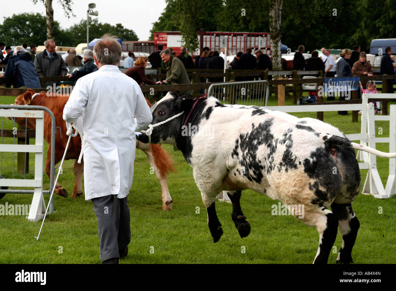 Ganador del premio ganado está siendo juzgada en un show agrícola en el condado de Suffolk, Reino Unido Foto de stock