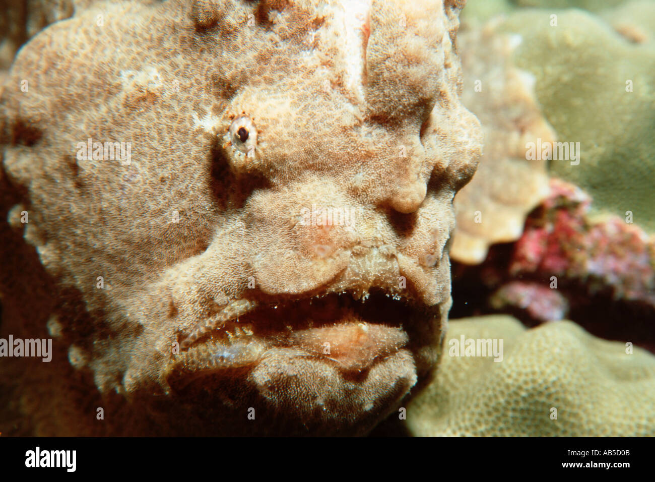 S frogfish Commerson Antennarius commersoni Palea Punto Oahu Hawai N Pacífico Foto de stock