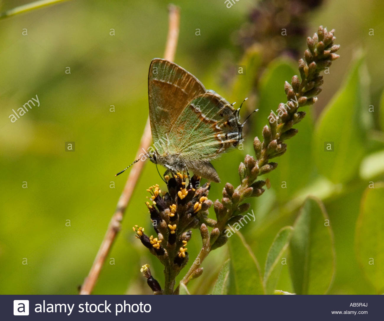 Siva Juniper Hairstreak Callophrys gryneus Mitoura gryneus siva Butterfly Foto de stock