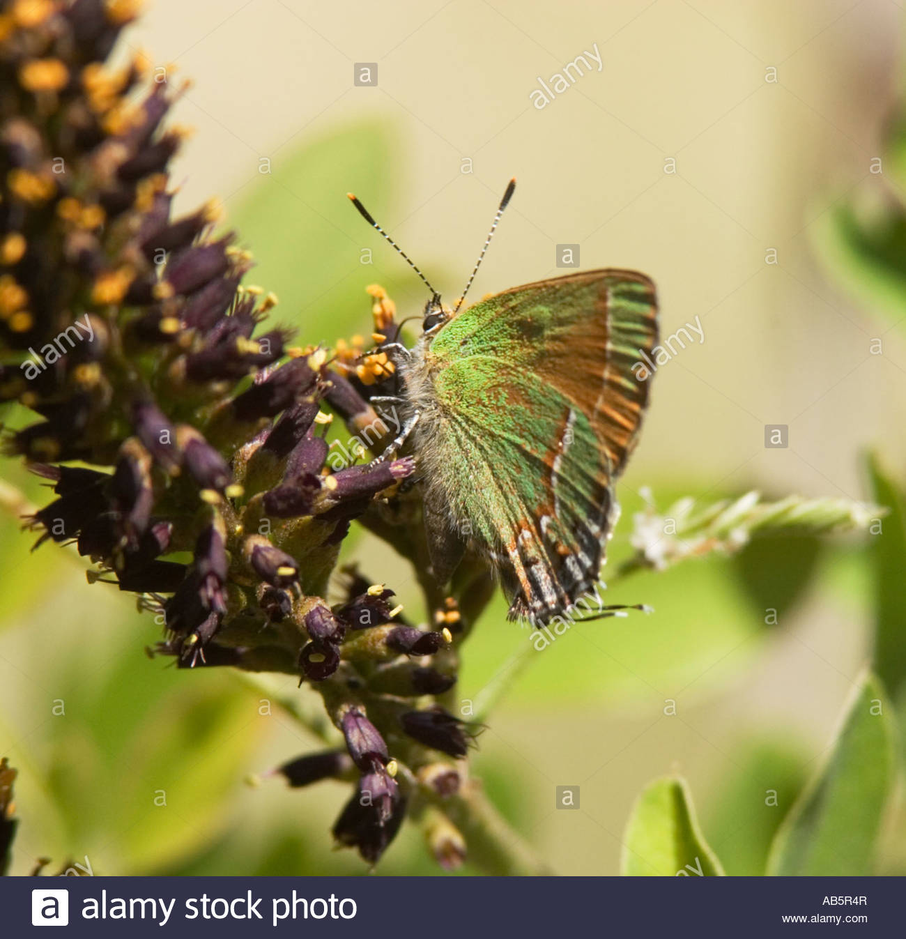 Siva Juniper Hairstreak Callophrys gryneus Mitoura gryneus siva butterfly Foto de stock