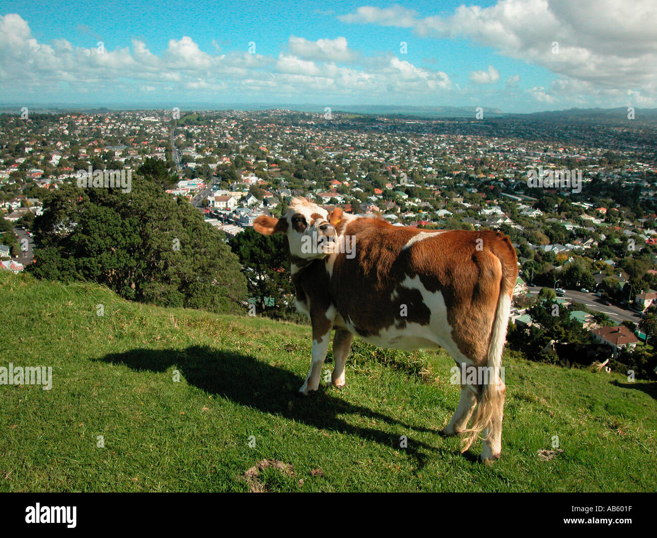 Vaca, MT EDEN Foto de stock