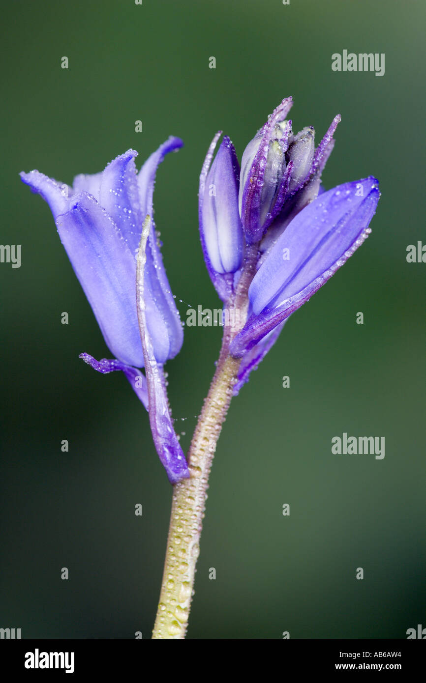 Bluebell Hyacinthoides non scripta también conocido como jacinto silvestre vista detalle de flor con agradable fondo desenfocadas potton Foto de stock