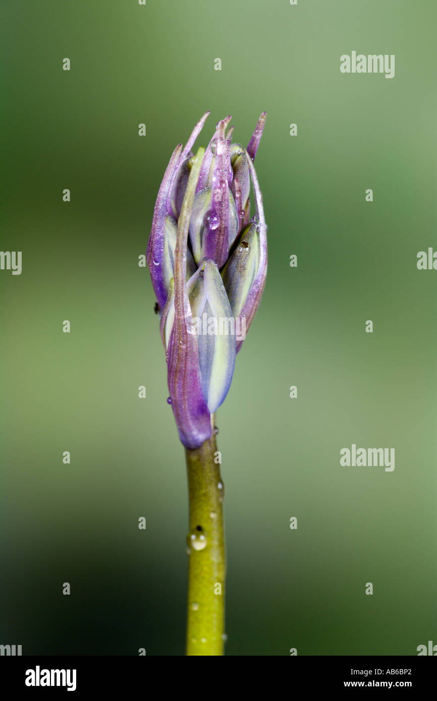 Bluebell Hyacinthoides non scripta también conocido como jacinto silvestre cerca de flor con agradable fondo desenfocadas potton Foto de stock