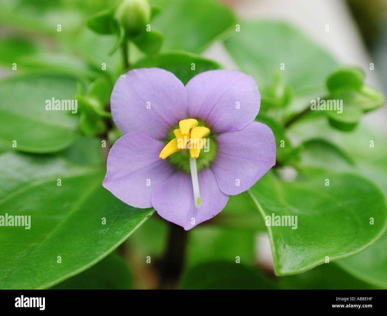 Violeta persa, alemán, violeta Tiddly twinks (Exacum affine), flor  Fotografía de stock - Alamy