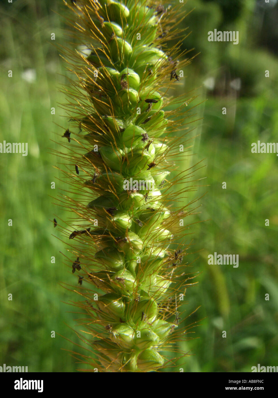 Cerdas de color amarillo, blanco-pasto (foxtail Setaria pumila), inflorescencia con spikelets Foto de stock