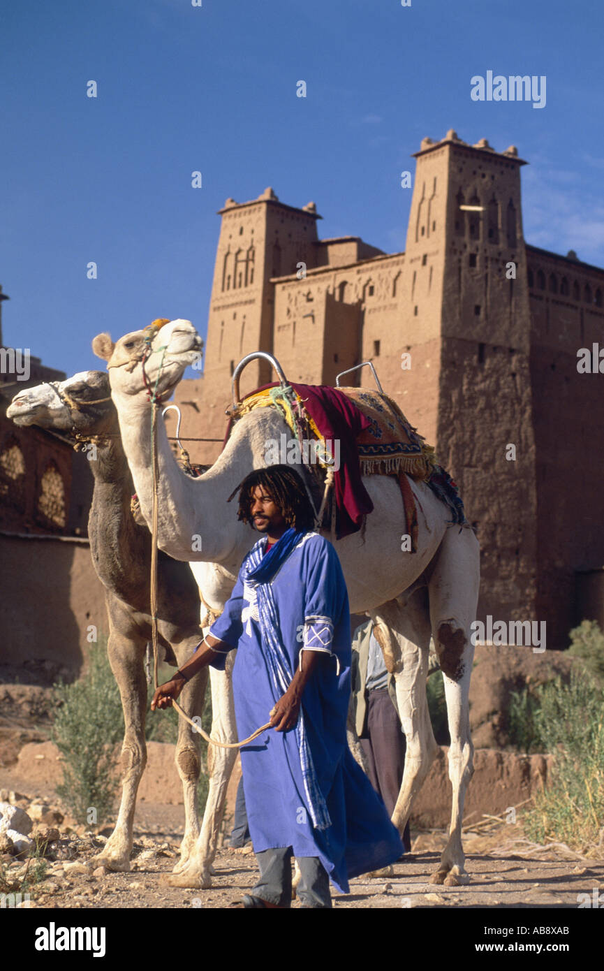 Beduinos marroquíes en el valle del Dades, sosteniendo dos camellos en las riendas, el castillo en el fondo, Marruecos, Sur de Marruecos, Dades Vall Foto de stock