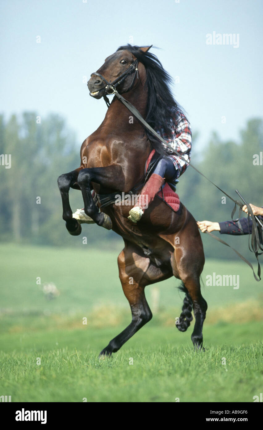 Alter-Real caballo (Equus caballus przewalskii. f), Corde Jong formación de courbette: salta sobre las patas traseras, nunca permitiendo que el avance Foto de stock