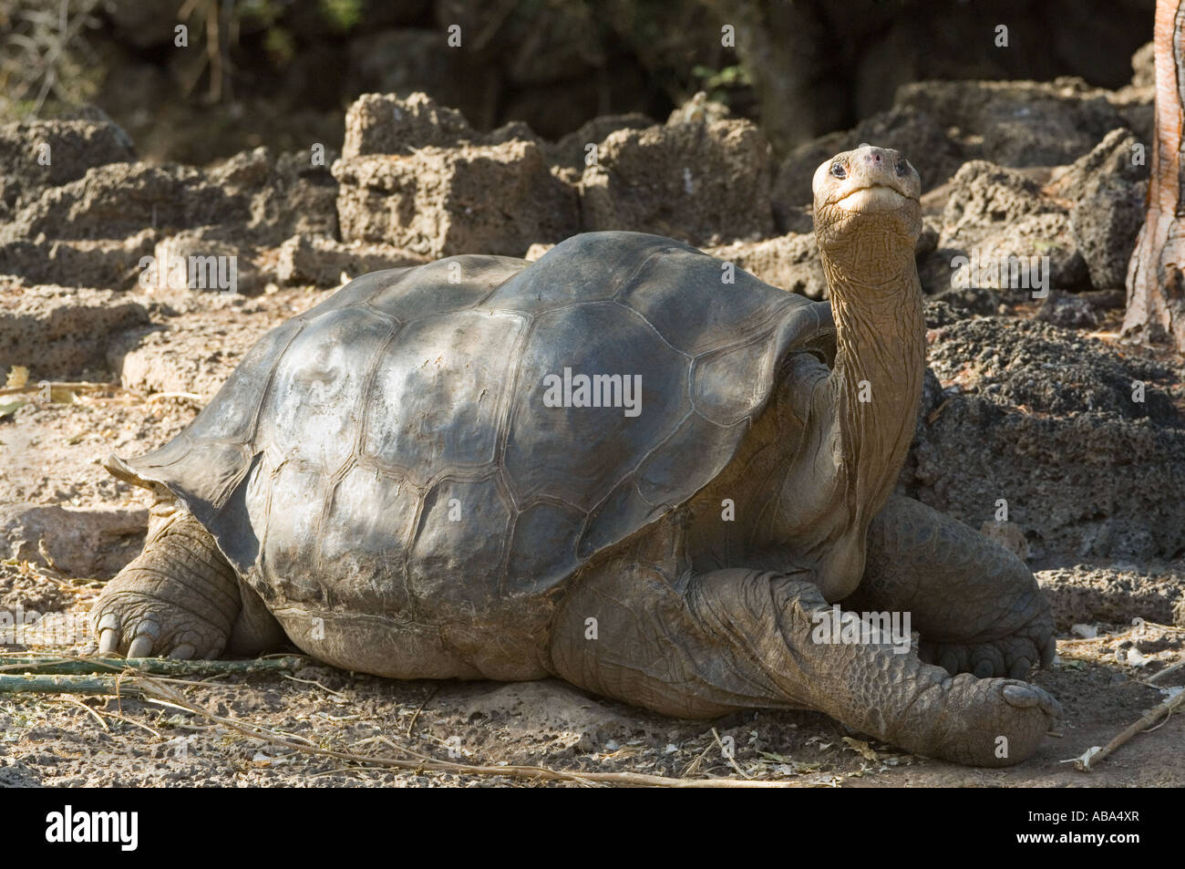 "Solitario Jorge", tortuga gigante de la Isla Pinta de Galápagos (Chelonoidis nigra abingdonii) macho, extinto, murió en 24,06. 2012. Foto de stock