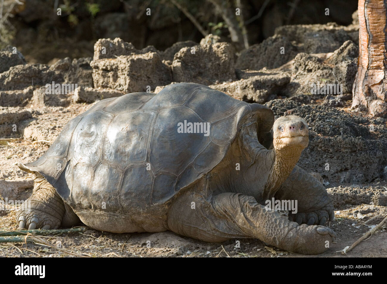 "Solitario Jorge", tortuga gigante de la Isla Pinta de Galápagos (Chelonoidis nigra abingdonii) macho, extinto, murió en 24,06. 2012. Foto de stock