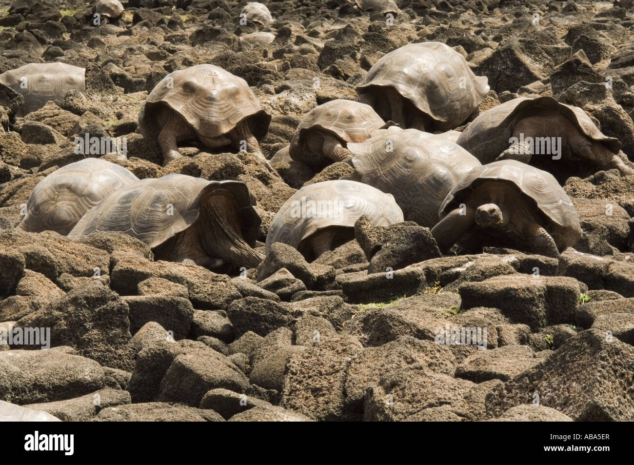 Tortuga Gigante de las Galápagos (Geochelone elephantopus chatamensis) para buscar agua entre piedras de lava lago secado-cama Galápagos Foto de stock