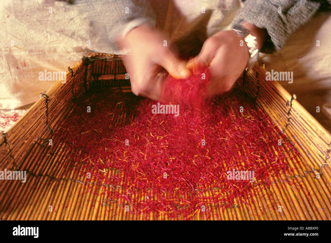 Frotando el azafrán seco para separar las impurezas amarillas, Cachemira, INDIA, Asia Foto de stock