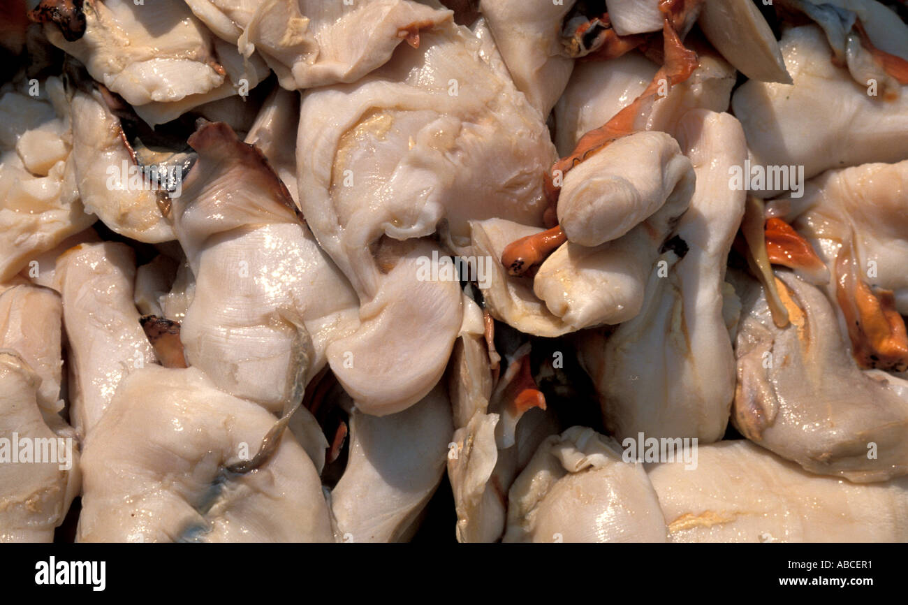 Las Islas Bahamas bahamaian carne de concha fresco para la venta en el mercado de pescado Foto de stock