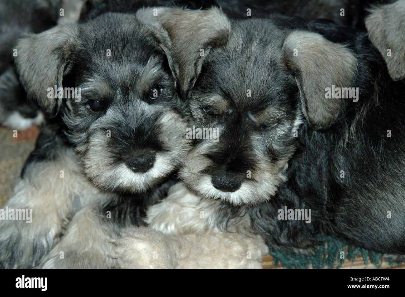 Dos perros Schnauzer cachorros dos cachorro perros negro plata descansando  con sus cabezas juntos Fotografía de stock - Alamy
