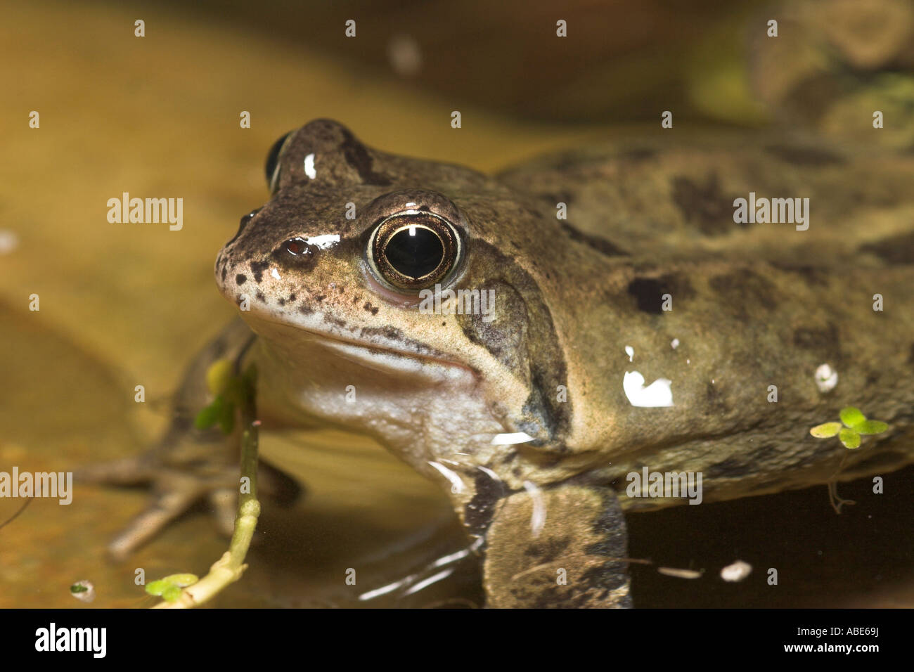 Hombres rana común esperando una hembra Foto de stock