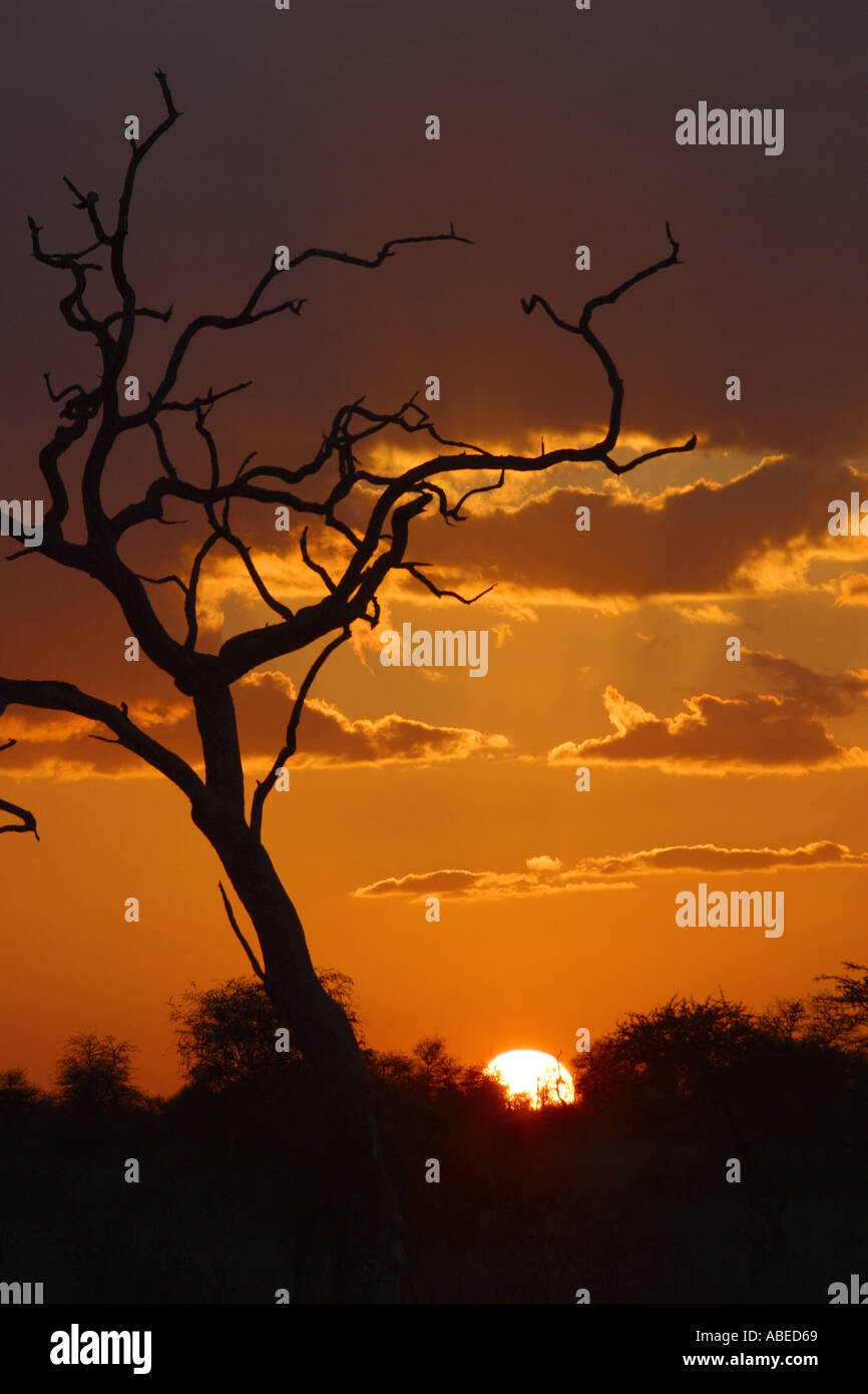 Sunset parque nacional Kruger Foto de stock