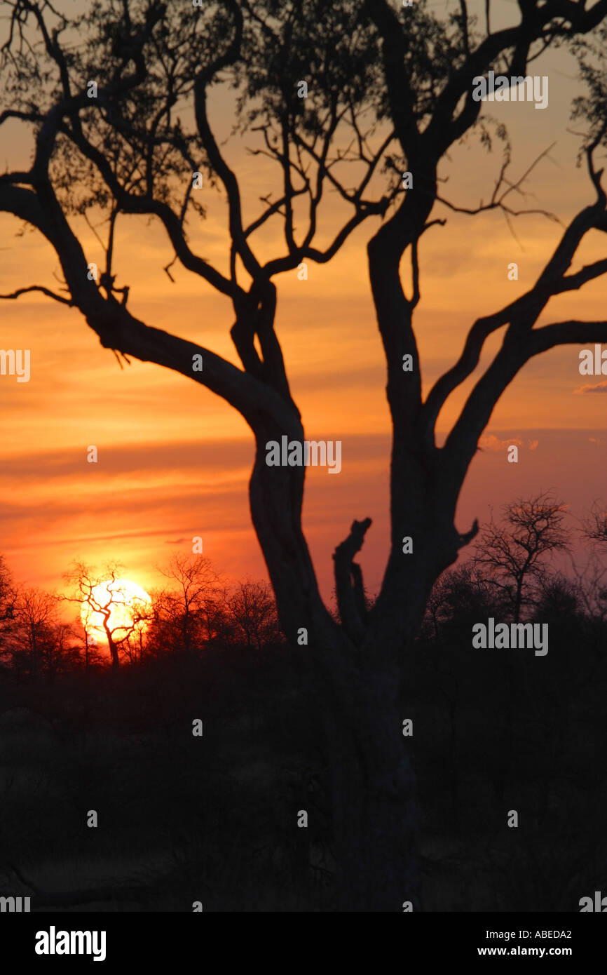 Atardecer en la sabana arbolada Foto de stock