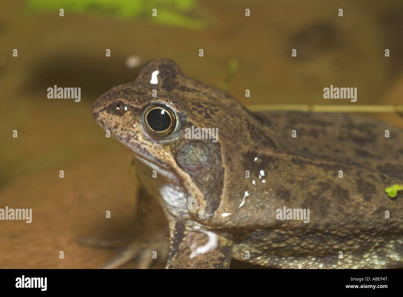Hombres rana común esperando a las hembras en un estanque de jardín Foto de stock