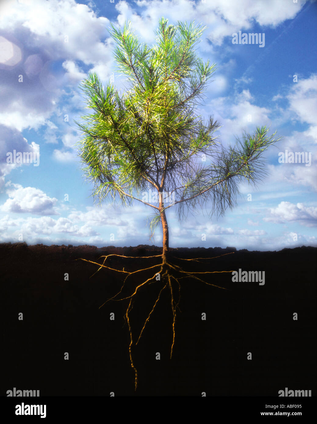 Vista de corte de las raíces de los árboles y el cielo Fotografía de stock  - Alamy