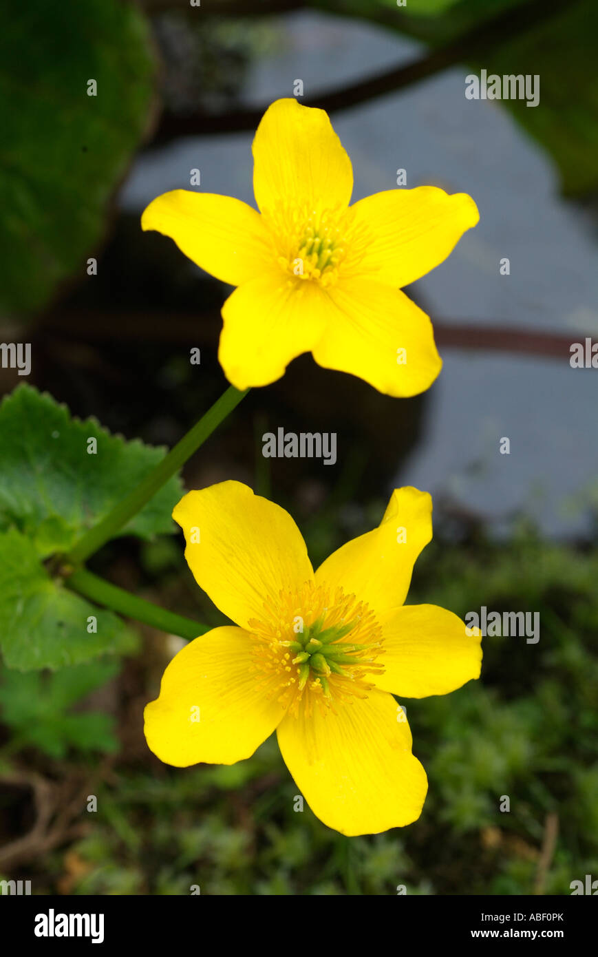 Marsh Marigold Caltha palustris amarillo agua dulce flor Kingcup Planta común Bosques Húmedos pantanos acequias brillante dorado wild Foto de stock