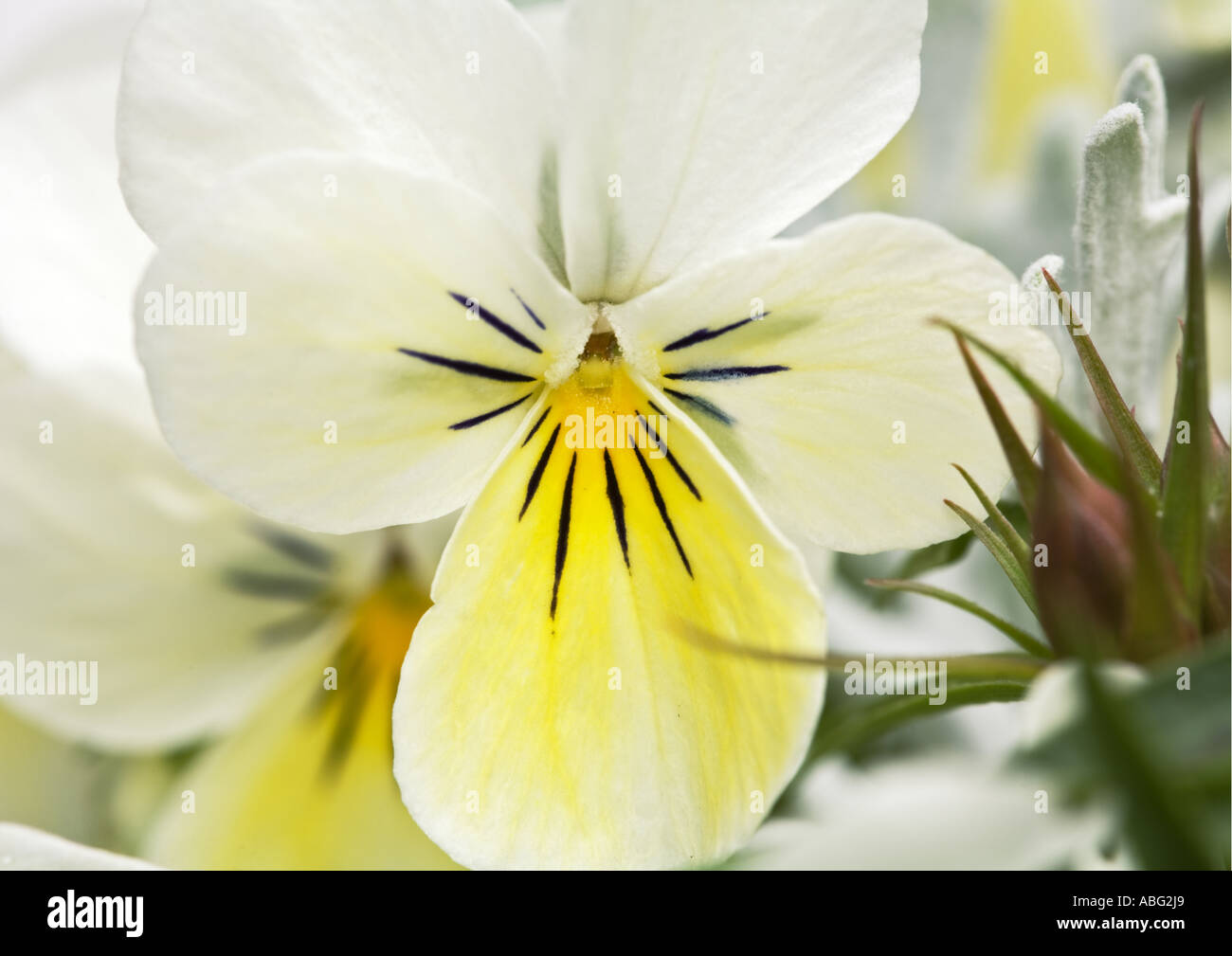 Pansy de campo blanco y amarillo, Viola arvensis, cerca de la cabeza de la flor con el fondo borroso suave del foco en lancashire en el noroeste de inglaterra reino unido Foto de stock