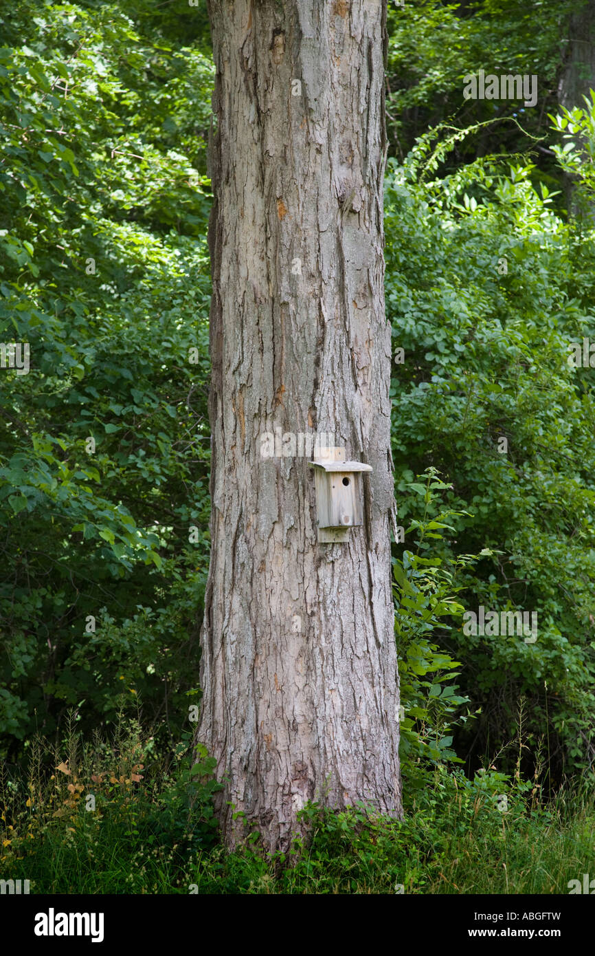 Casita para aves en el tronco de un árbol Foto de stock