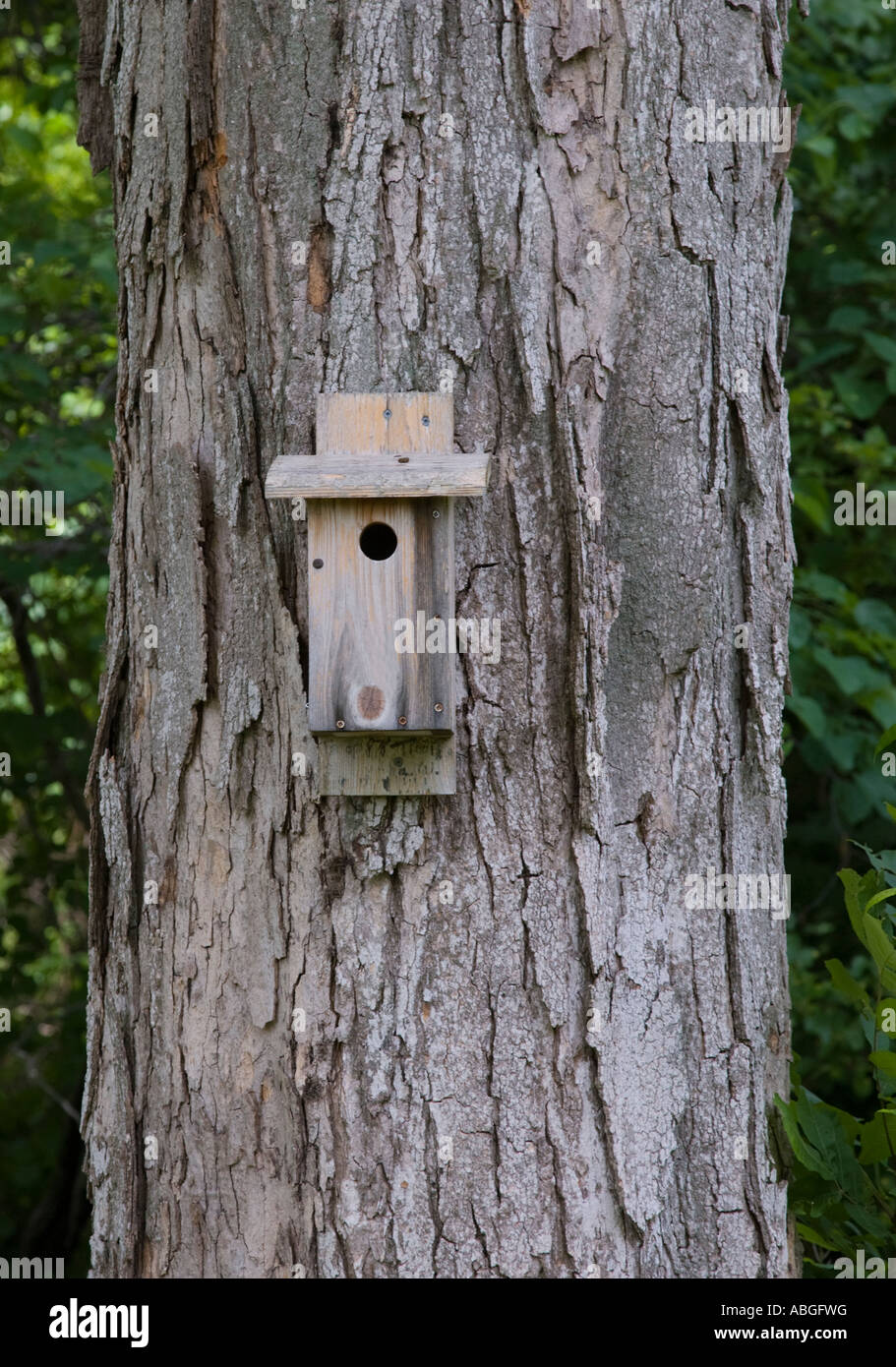 Casita para aves en el tronco de un árbol Foto de stock