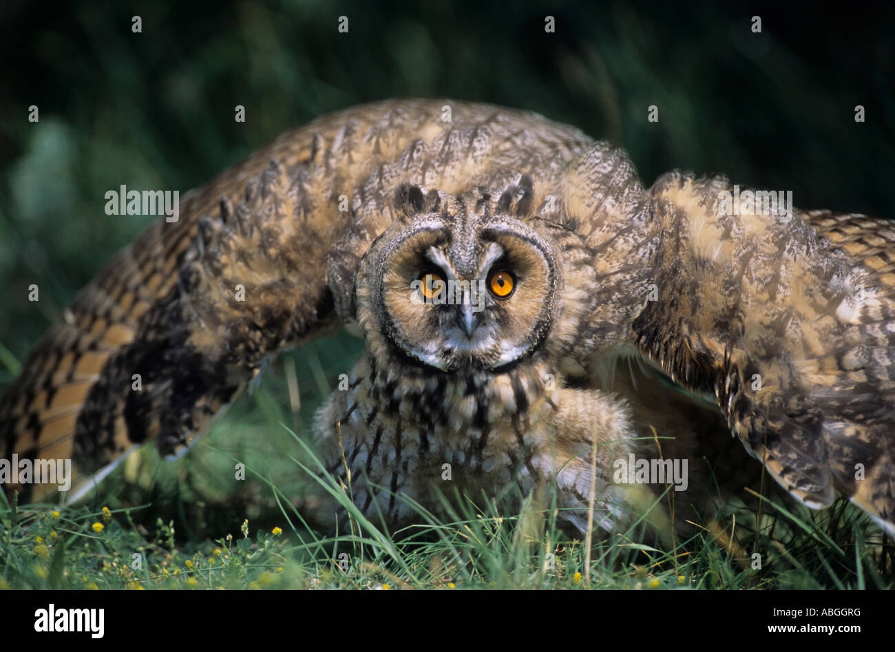 Búho de orejas largas (asio otus), juvenil en actitud amenazadora. Foto de stock