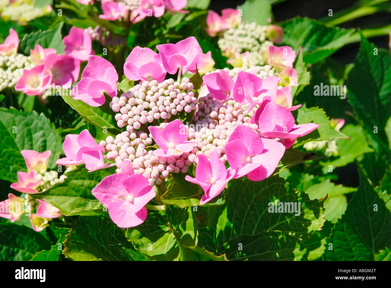 Capullos de flor de hortensia fotografías e imágenes de alta resolución -  Alamy