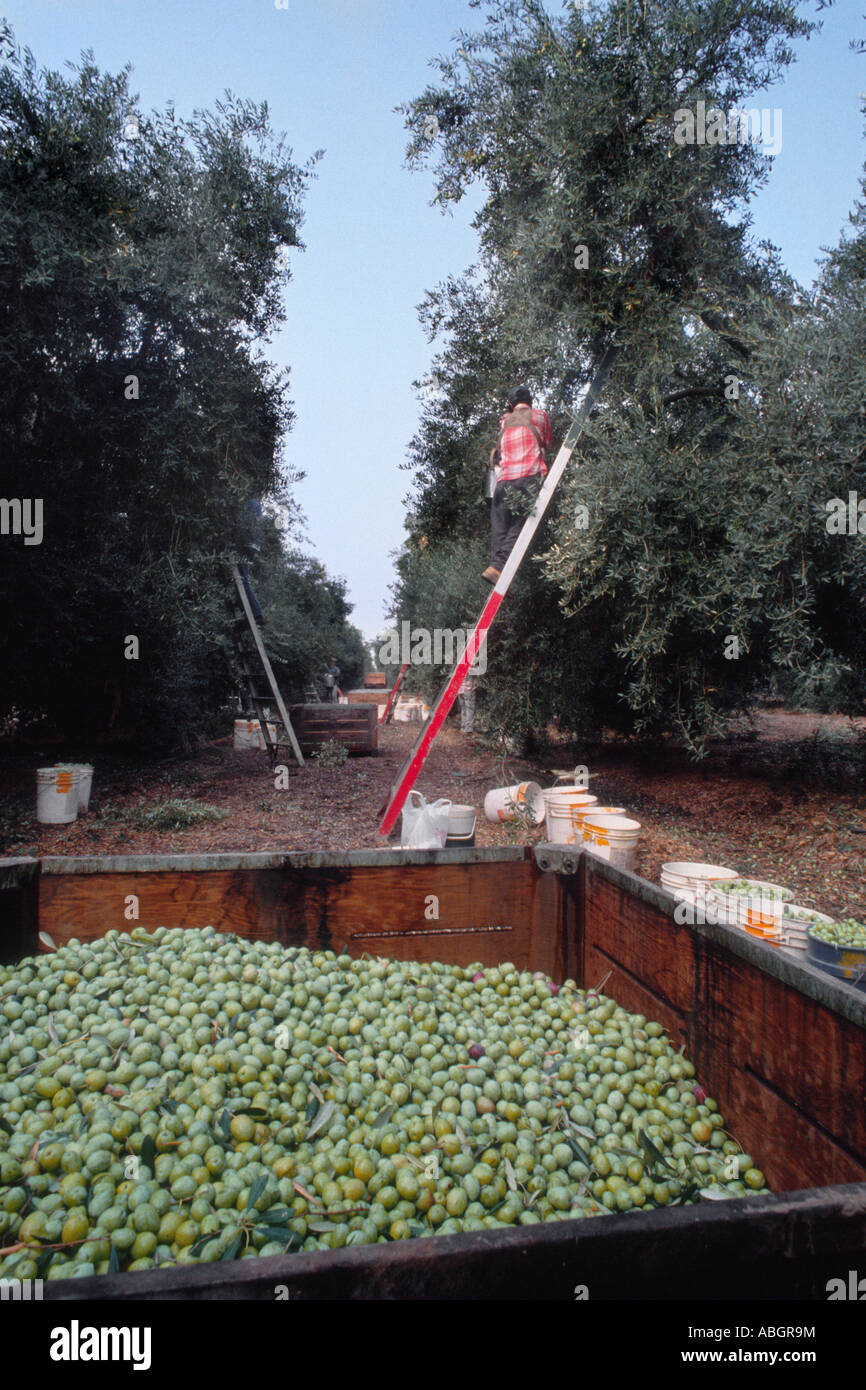 Recogida de aceitunas frescas en la bandeja con el trabajador en la escalera de la cosecha de los árboles. Foto de stock