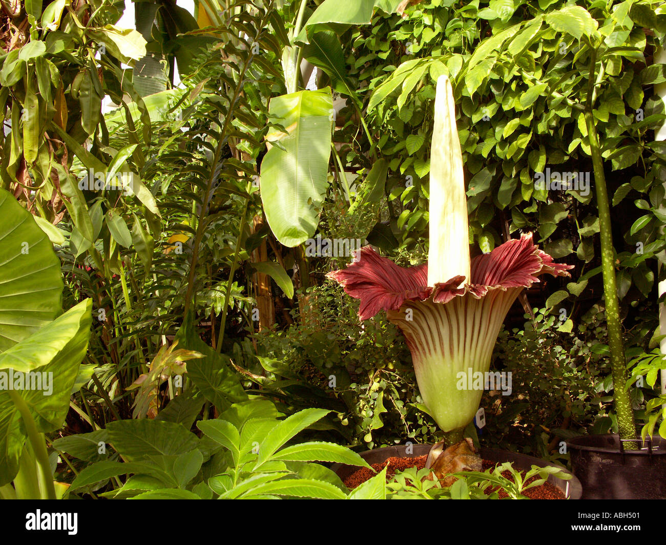La Titan Arum Amorphophallus titanum una flor gigante Fotografía de stock -  Alamy
